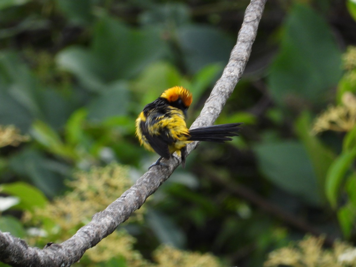 Orange-crowned Oriole - ML223387821
