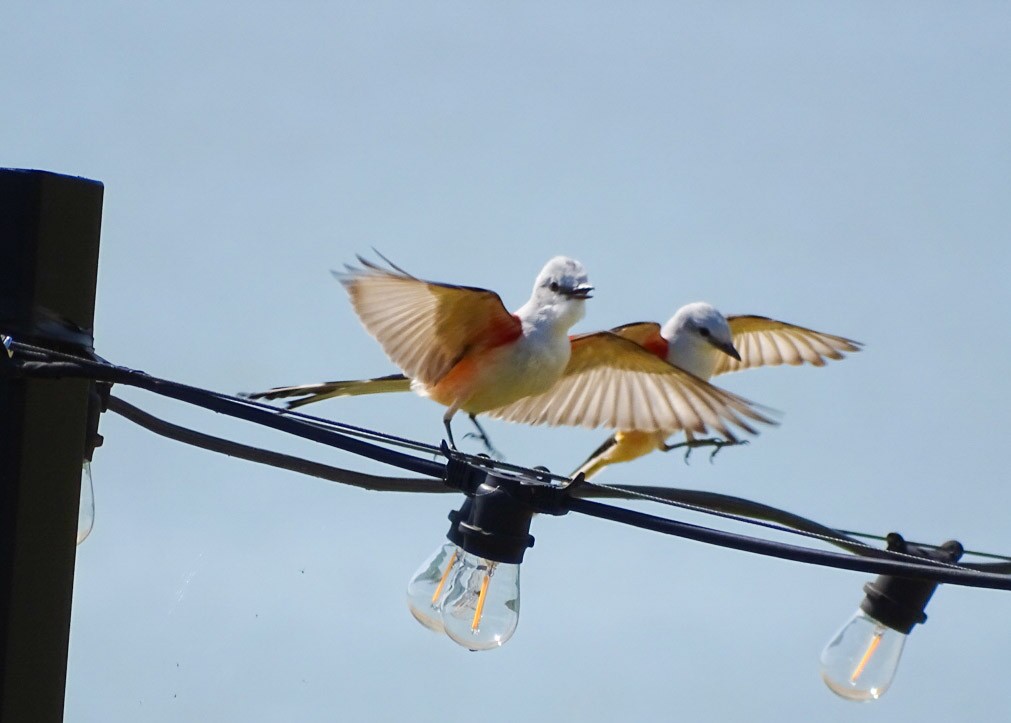 Scissor-tailed Flycatcher - ML223388491