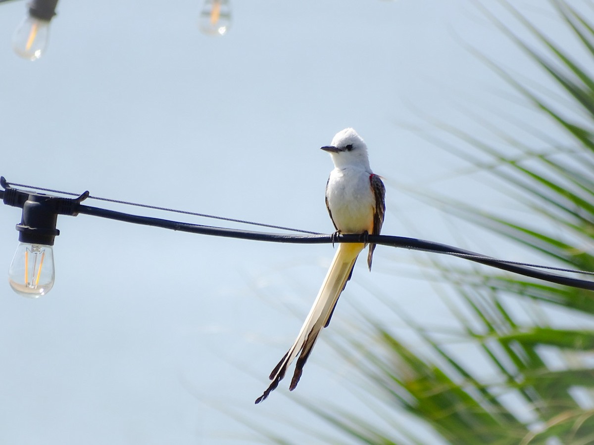 Scissor-tailed Flycatcher - Logan Korte