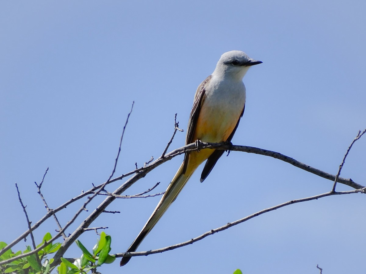 Scissor-tailed Flycatcher - ML223388821