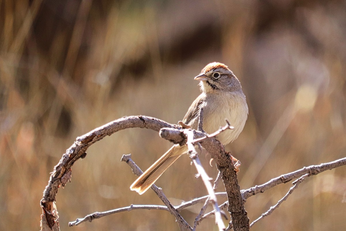 Rufous-crowned Sparrow - ML223389951