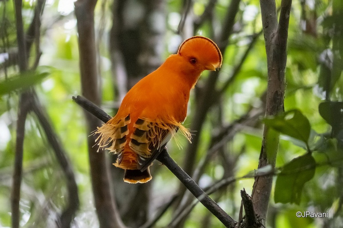 Guianan Cock-of-the-rock - J Pavani (Birding Roraima)