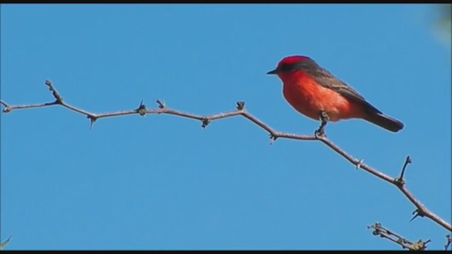 Vermilion Flycatcher - ML223391391