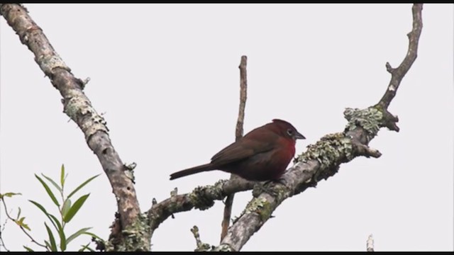 Red-crested Finch - ML223391581