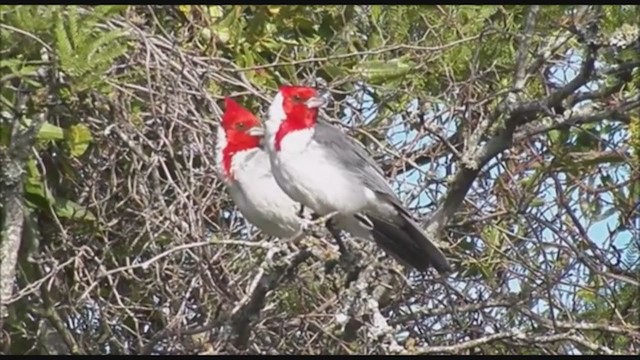 Red-crested Cardinal - ML223391721