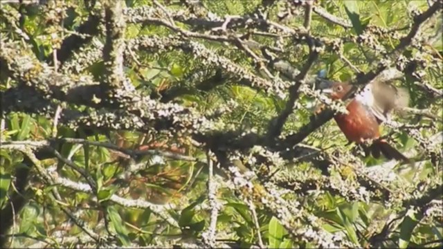 Red-crested Finch - ML223392071