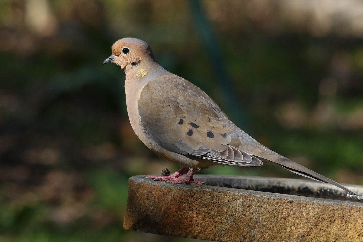 Mourning Dove - Benjamin Hack