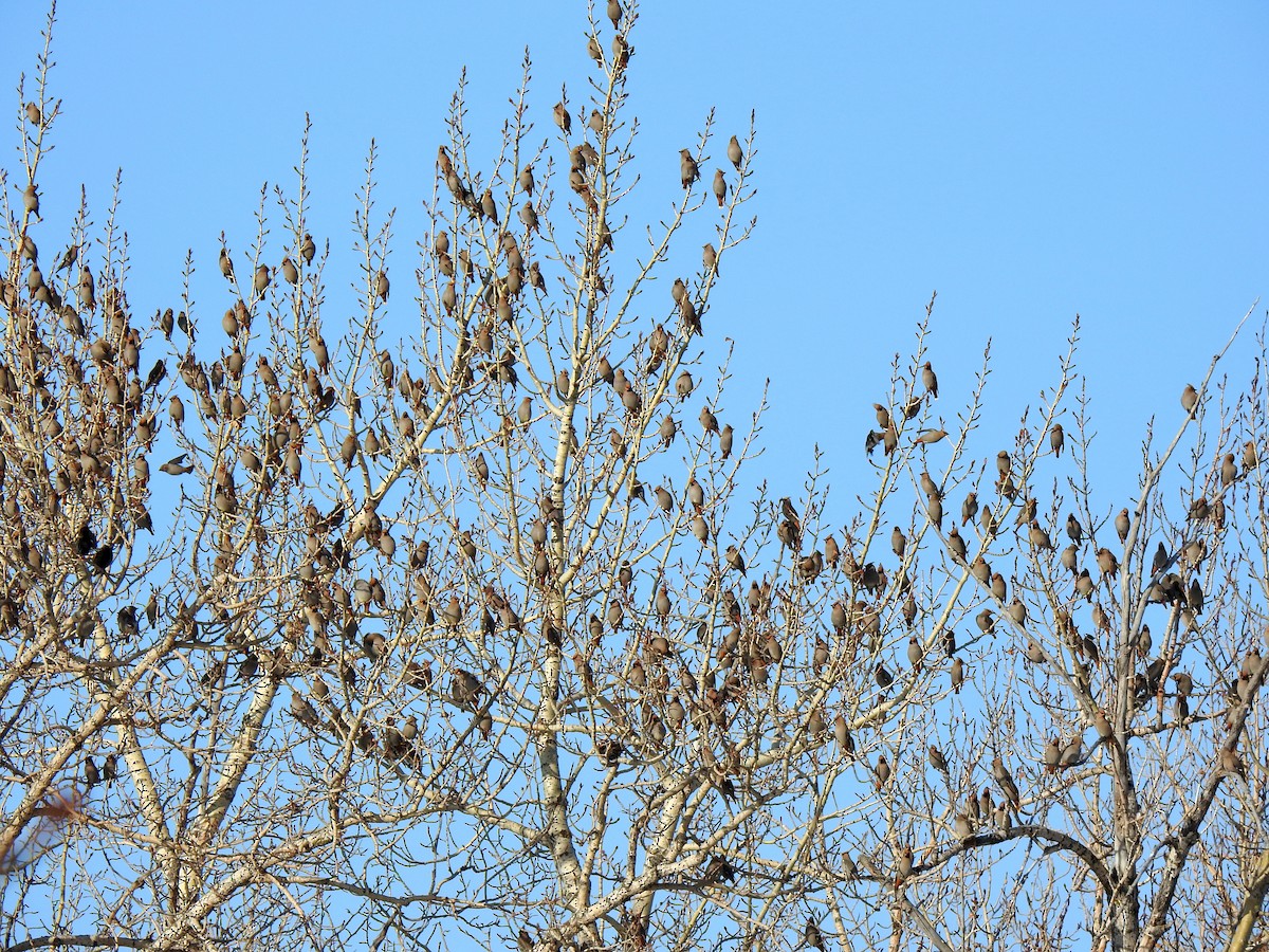 Bohemian Waxwing - ML223392411