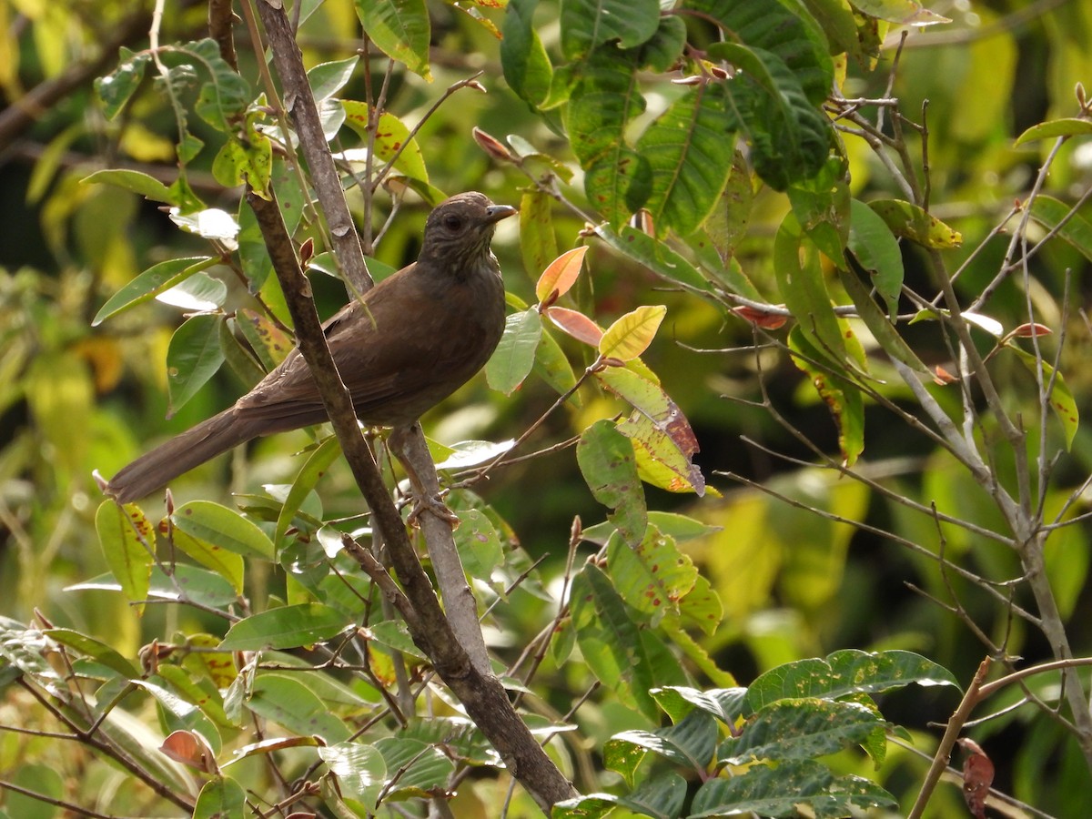 Pale-breasted Thrush - ML223392441