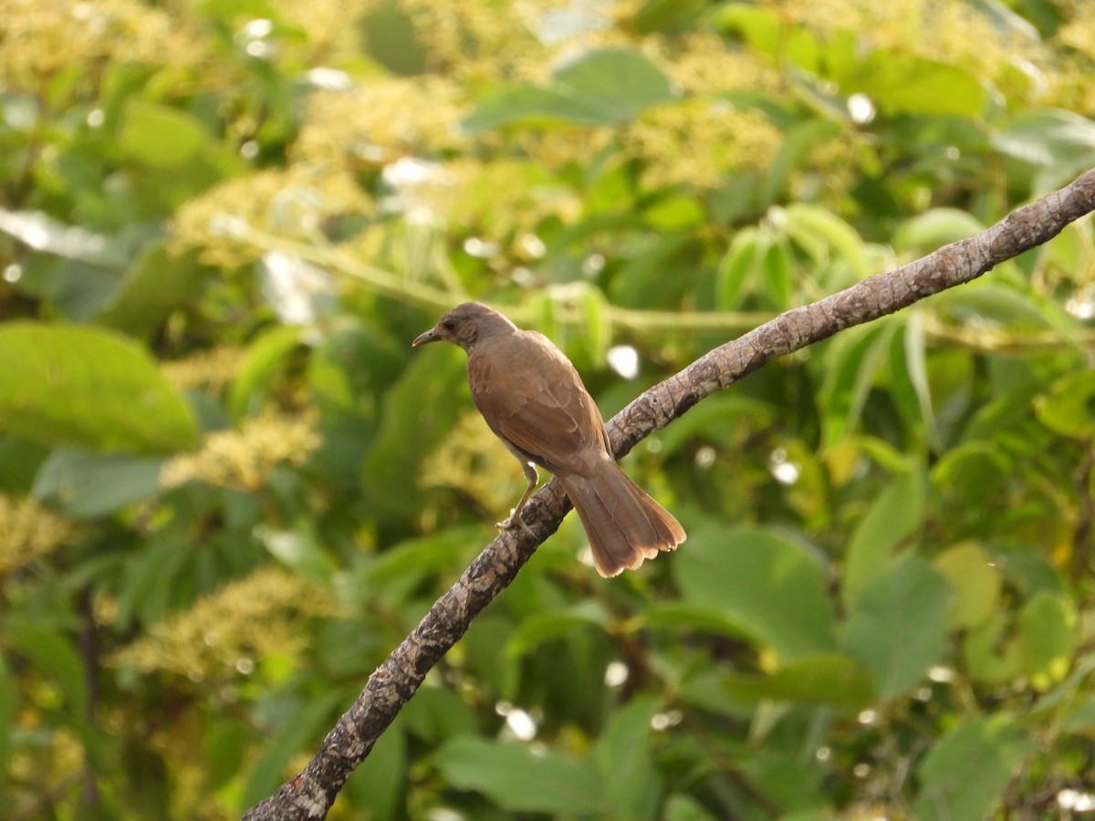 Pale-breasted Thrush - ML223392501