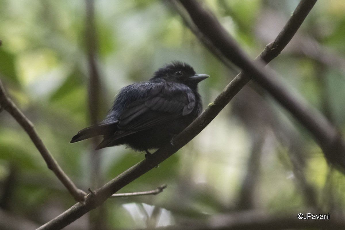 Black Manakin - J Pavani (Birding Roraima)