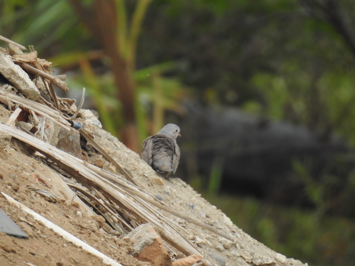 Plain-breasted Ground Dove - ML223392641