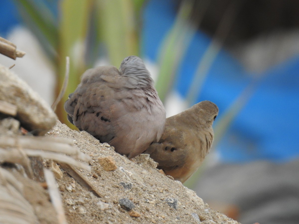 Plain-breasted Ground Dove - Fernando Angulo - CORBIDI