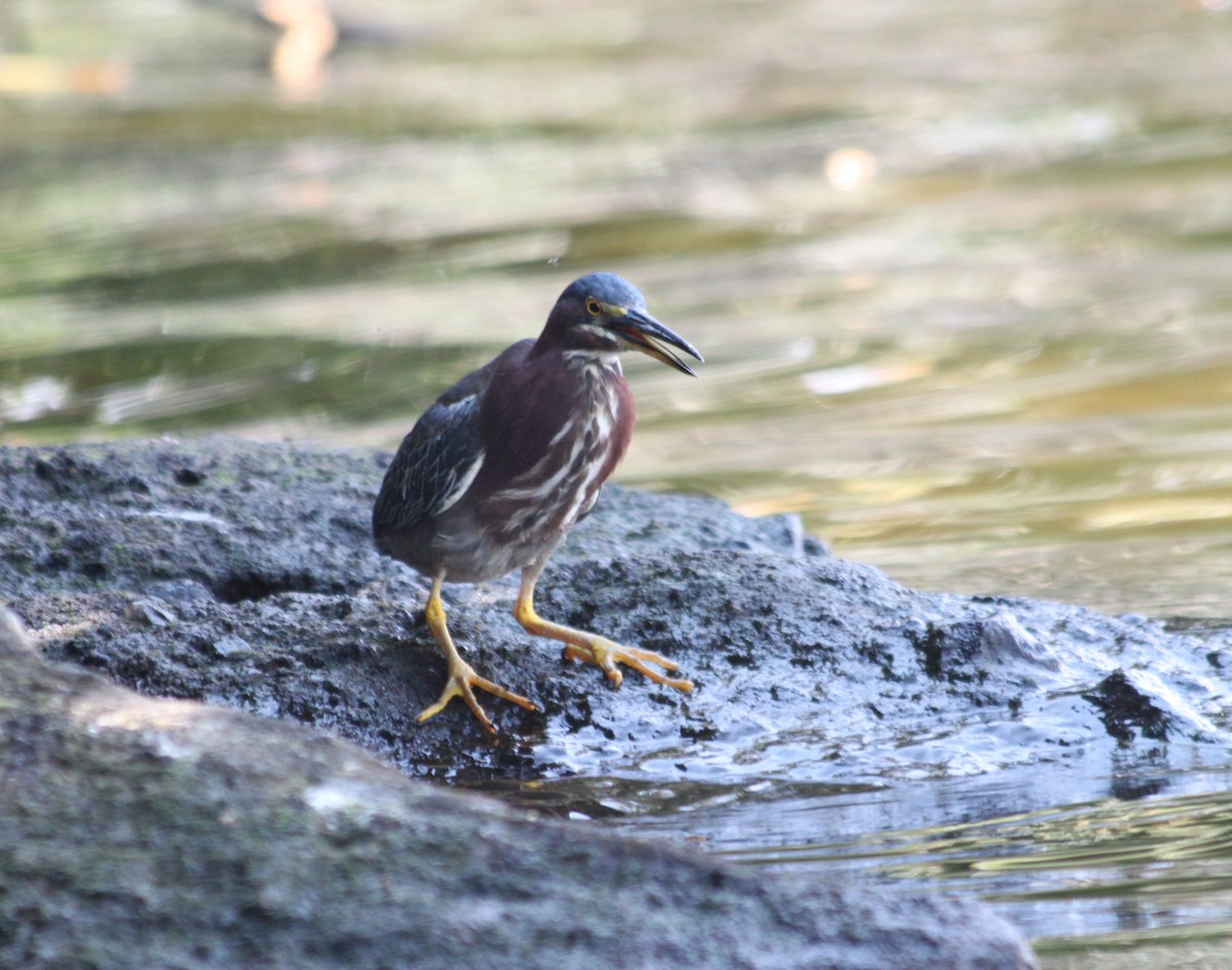 Green Heron - Patrick Ellsworth