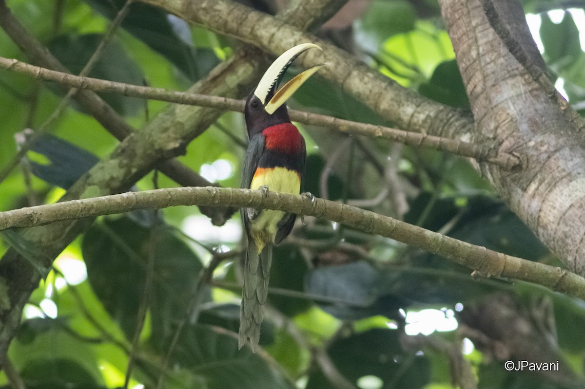 Ivory-billed Aracari - J Pavani (Birding Roraima)