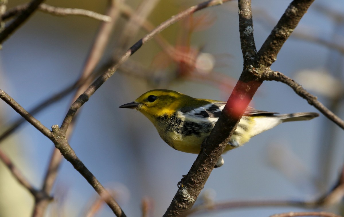 Black-throated Green Warbler - ML223393311