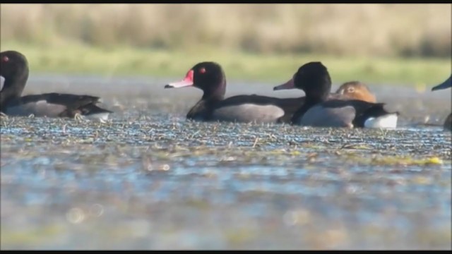 Rosy-billed Pochard - ML223393471