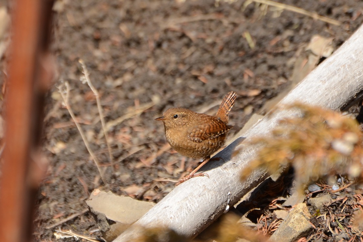Pacific Wren - ML223393651