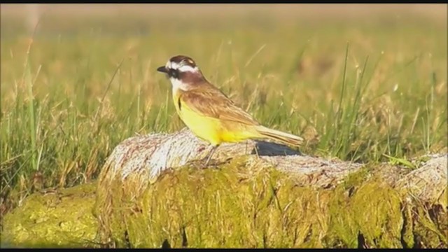 Great Kiskadee - ML223393691