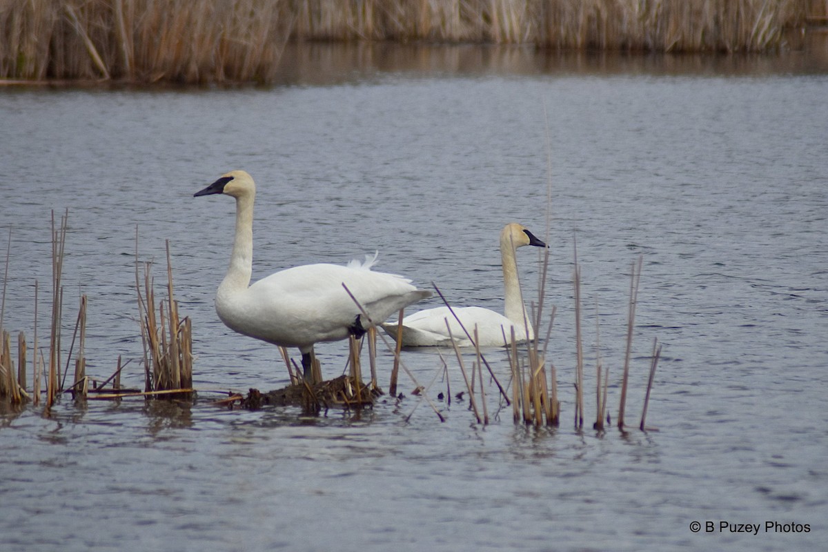 Trumpeter Swan - ML223396241