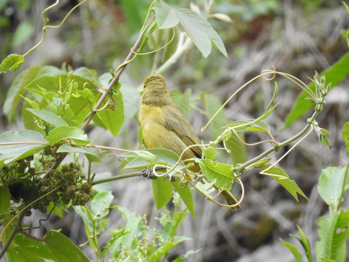 Piranga orangé - ML223396631