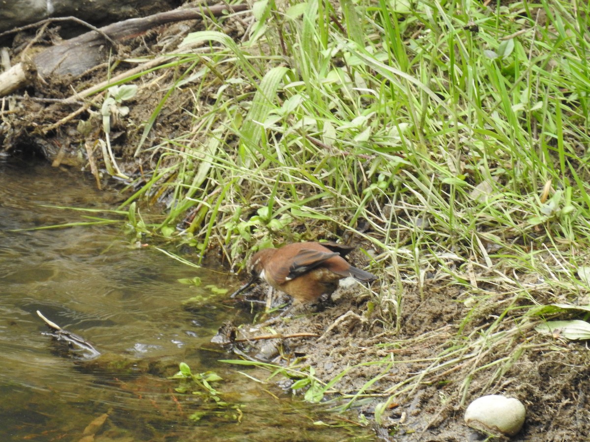 White-winged Cinclodes - ML223396731