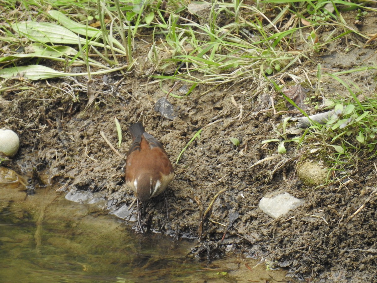 White-winged Cinclodes - ML223396751