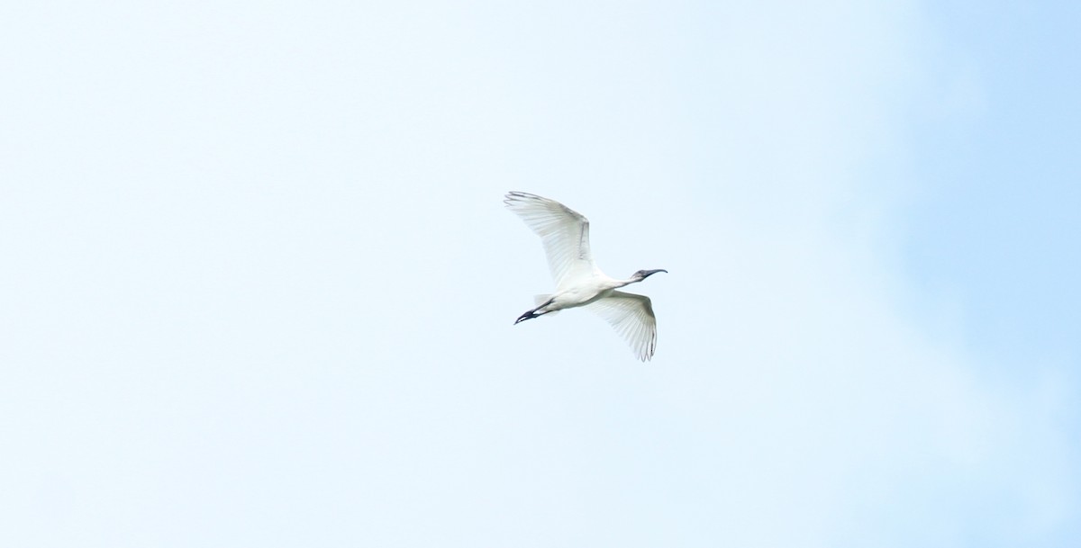 ibis černohlavý - ML22339741