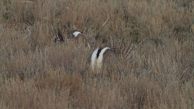 Beifußhuhn - ML223397821