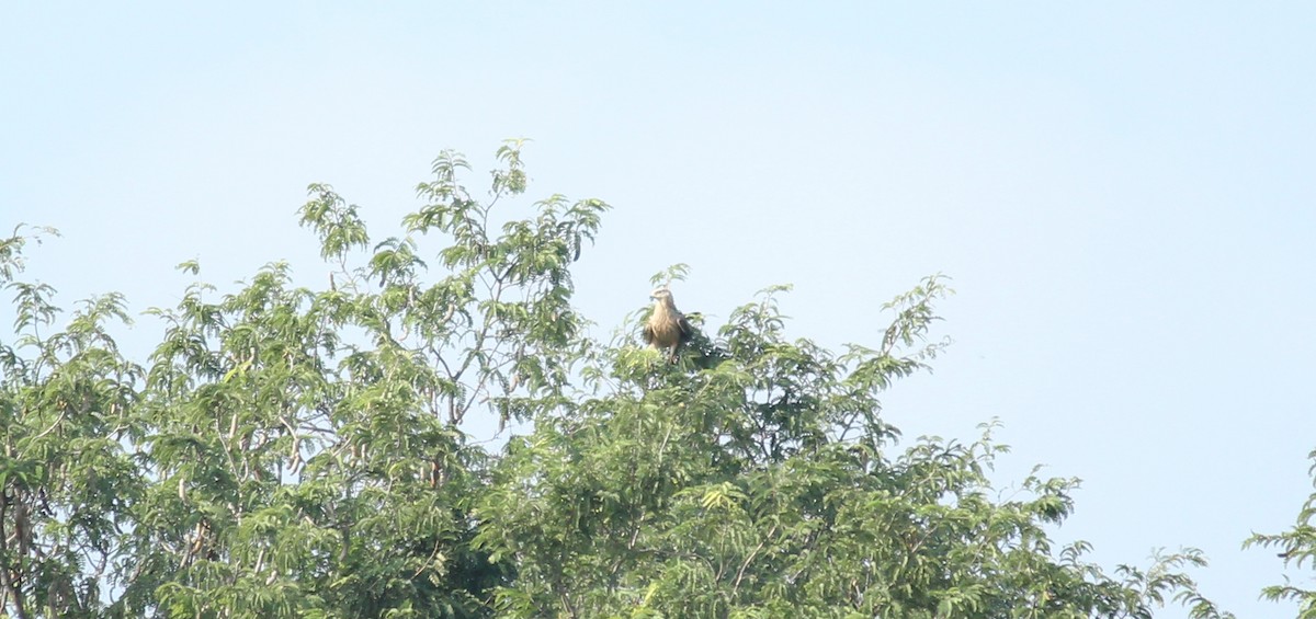 Oriental Honey-buzzard - ML22339791