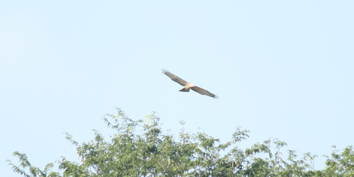 Oriental Honey-buzzard - ML22339811