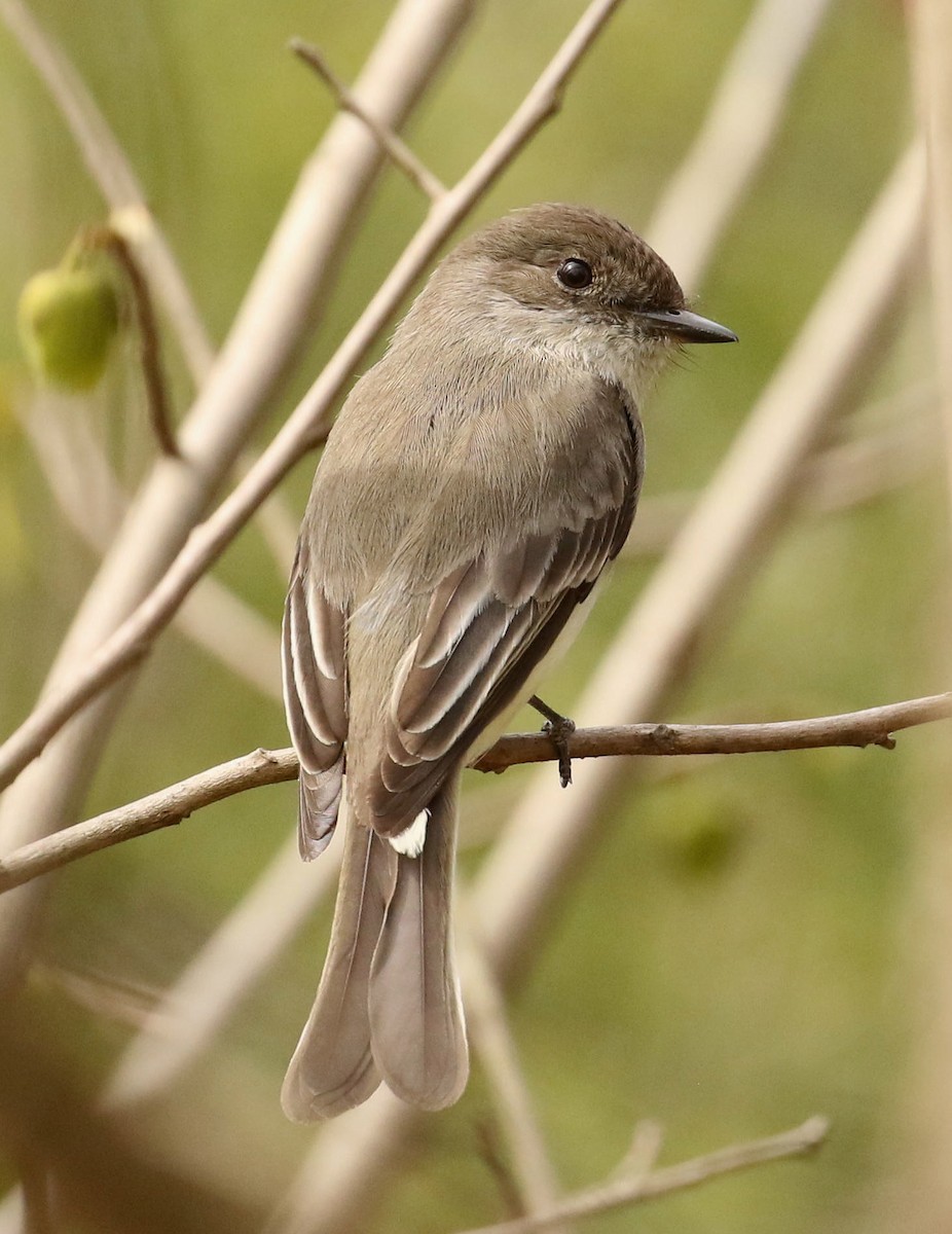Eastern Phoebe - Sherrie Quillen