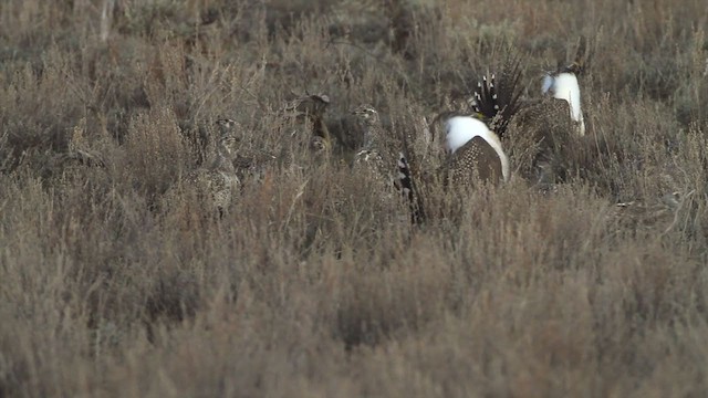 Greater Sage-Grouse - ML223398371