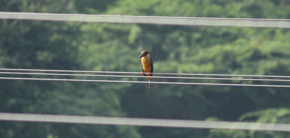 Stork-billed Kingfisher - ML22339861