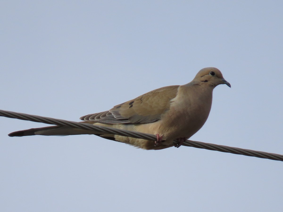 Mourning Dove - ML223398701