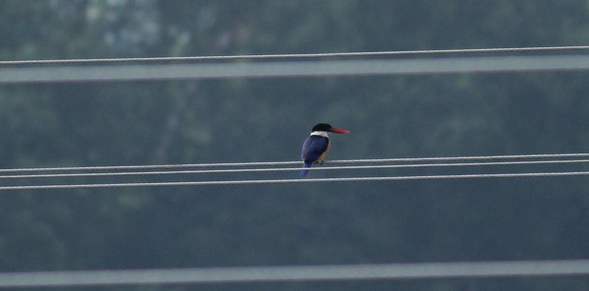 Black-capped Kingfisher - Shanmugam Kalidass