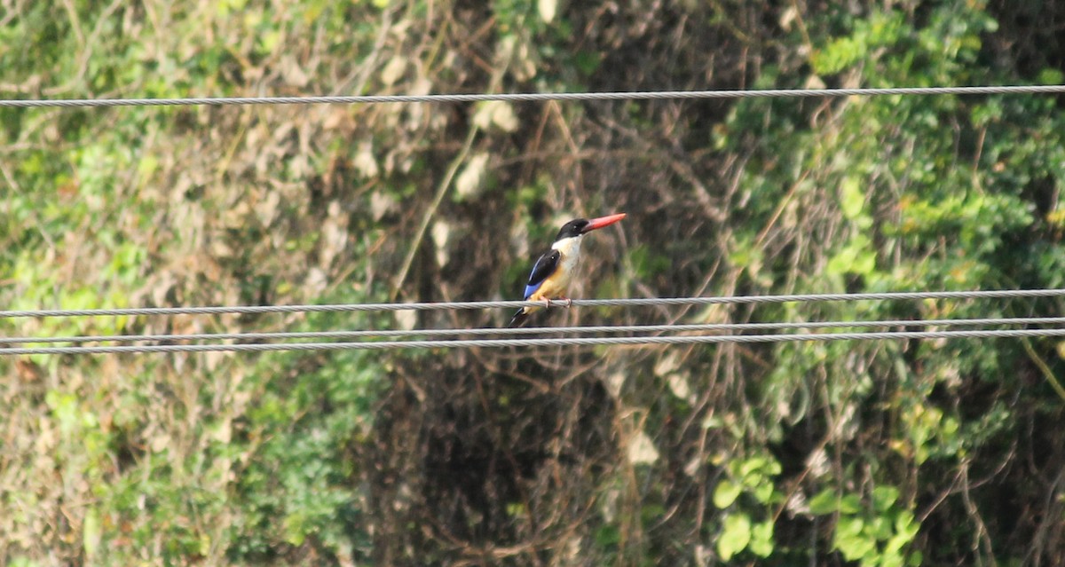 Black-capped Kingfisher - ML22339901