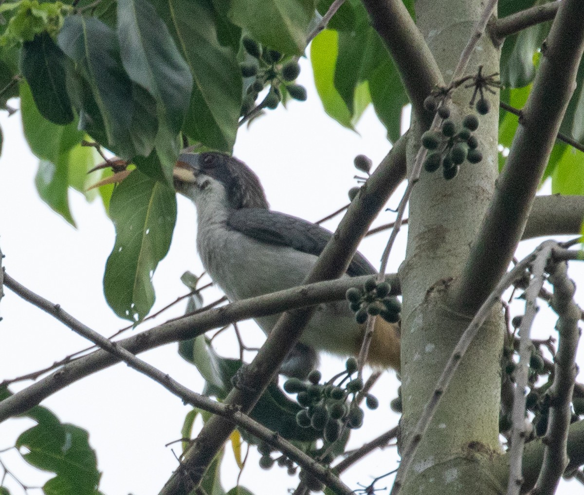 Sri Lanka Gray Hornbill - ML223400331
