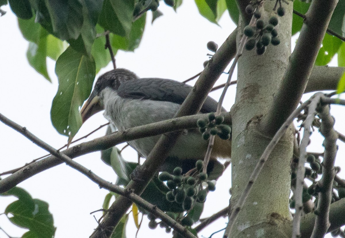 Sri Lanka Gray Hornbill - ML223400431