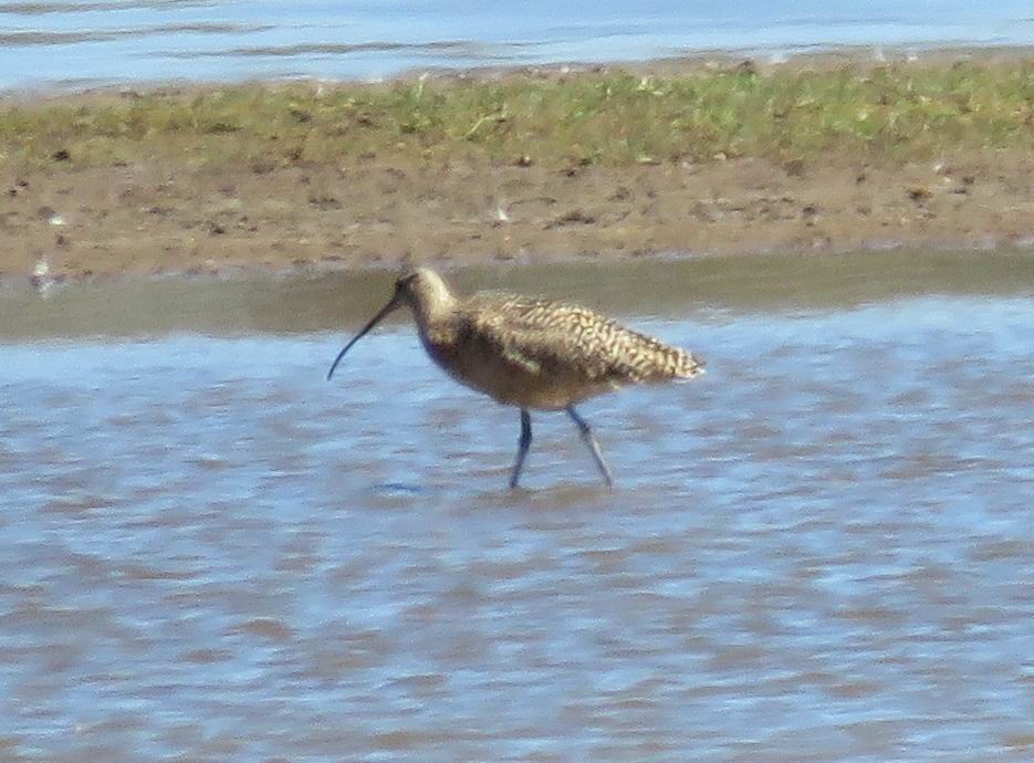 Long-billed Curlew - ML223400491