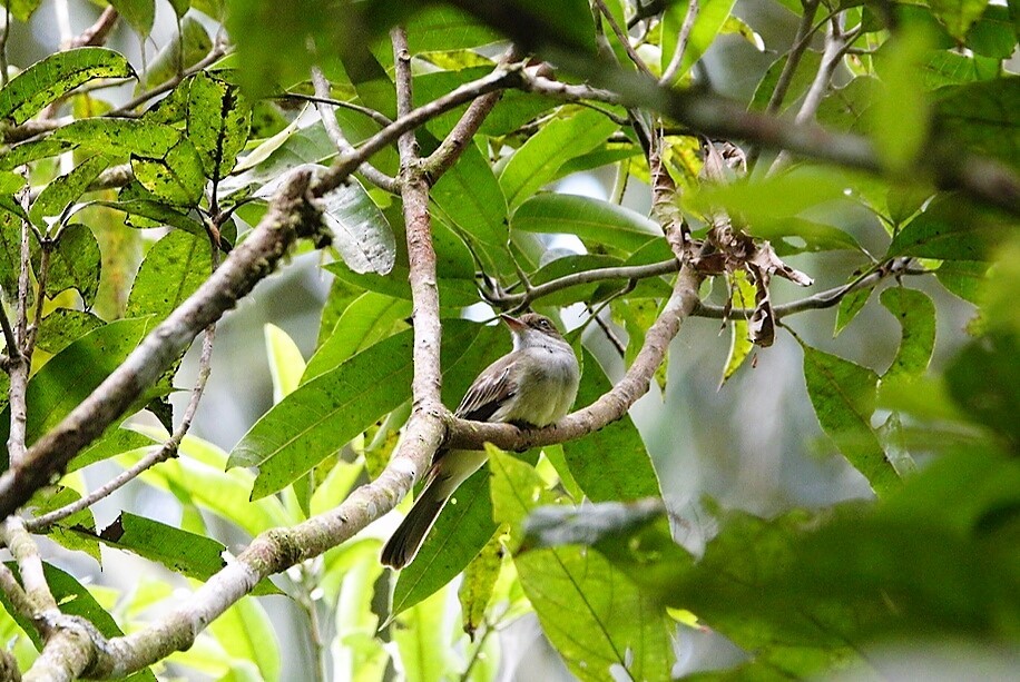 Swainson's Flycatcher - ML223402361
