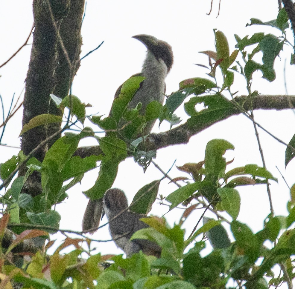 Sri Lanka Gray Hornbill - ML223402491