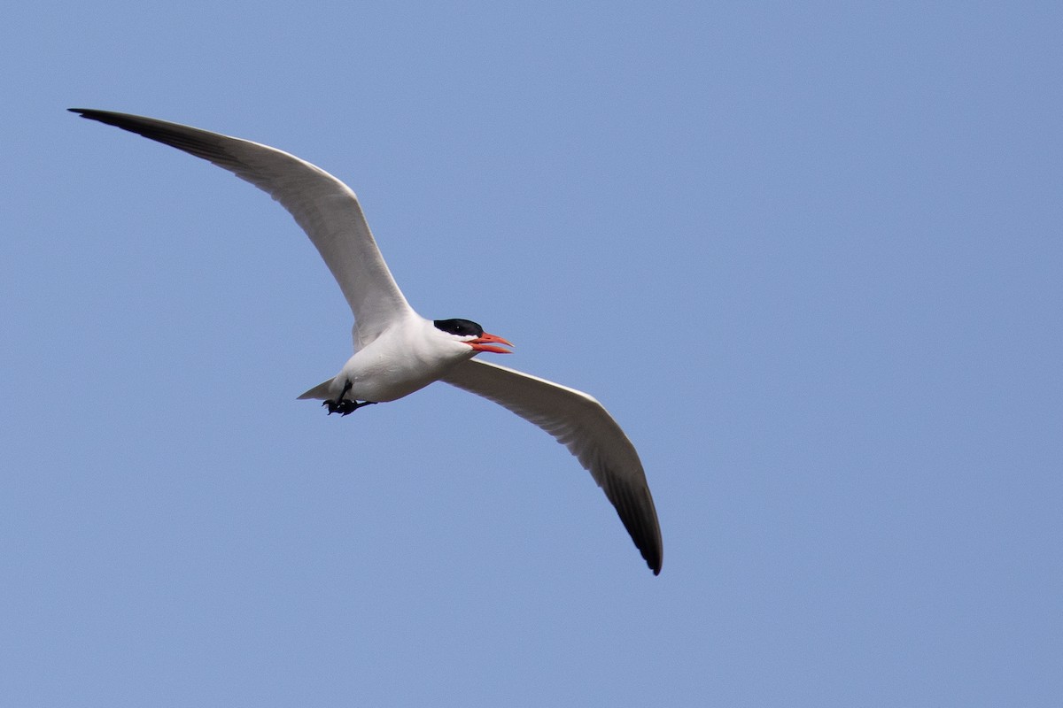 Caspian Tern - ML223403191