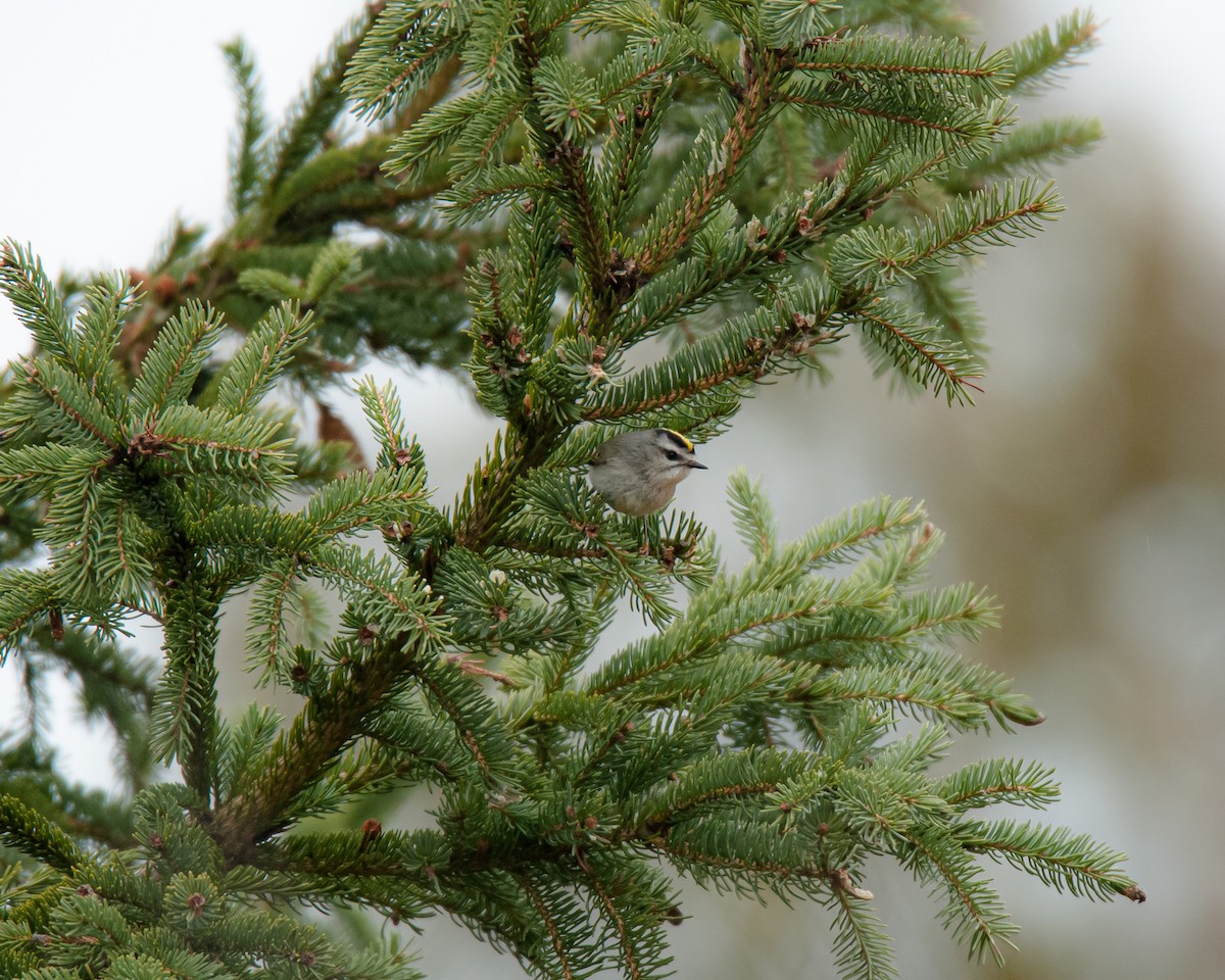 Golden-crowned Kinglet - Alexi Hobbs