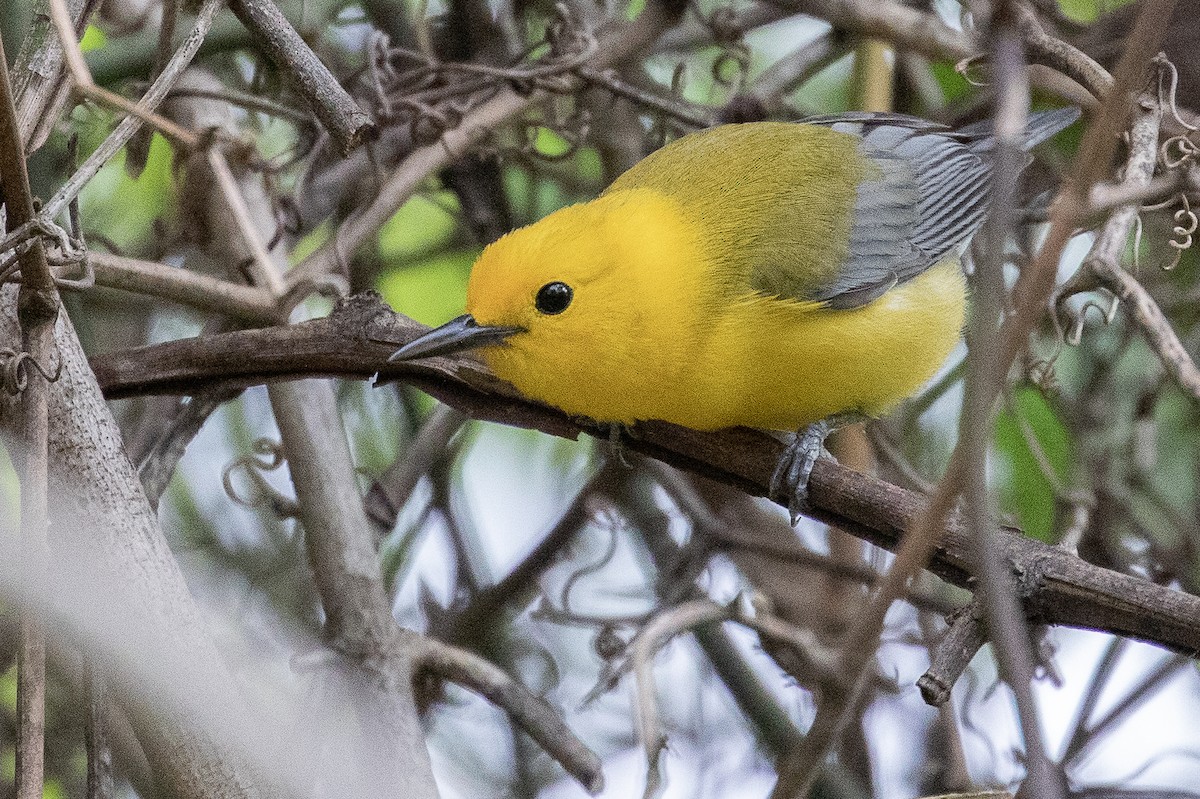 Prothonotary Warbler - ML223403801