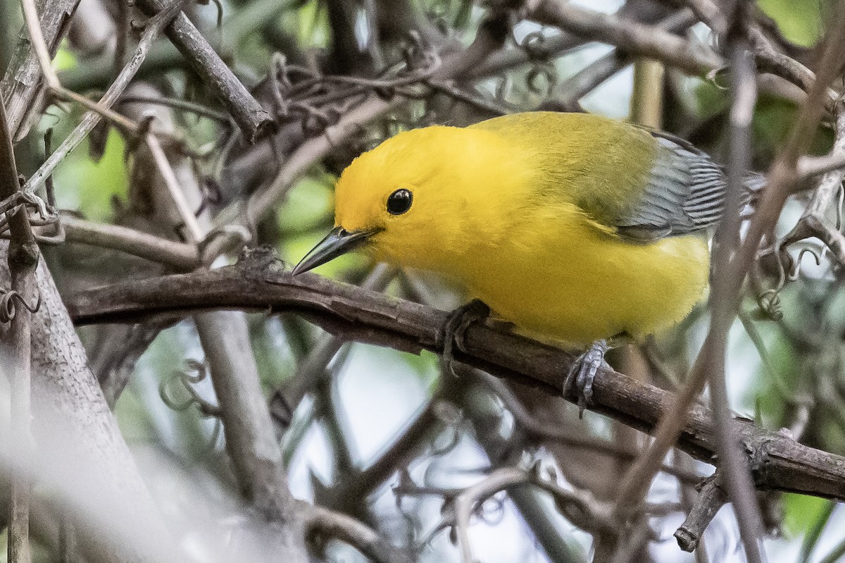 Prothonotary Warbler - ML223403841