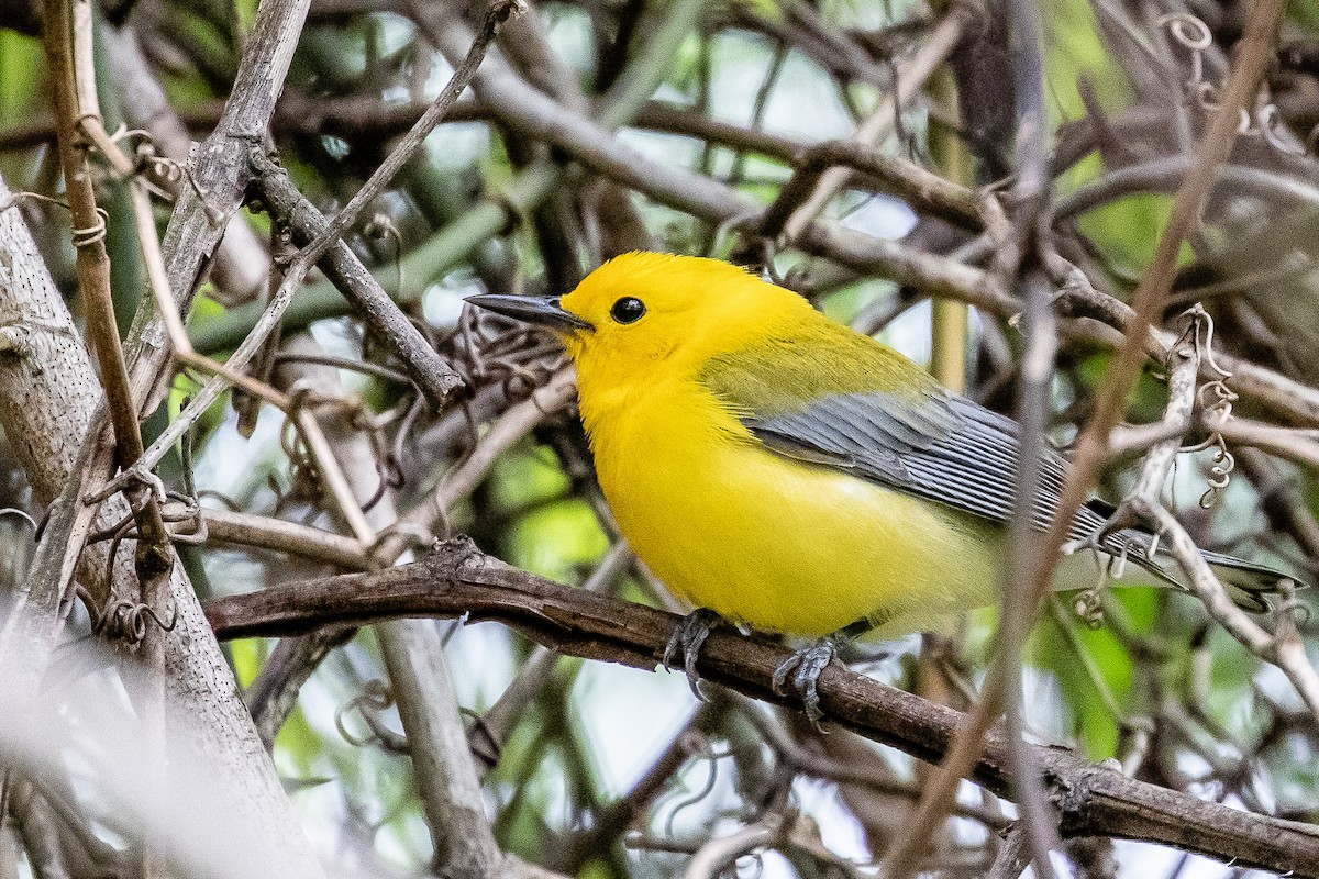 Prothonotary Warbler - ML223403851