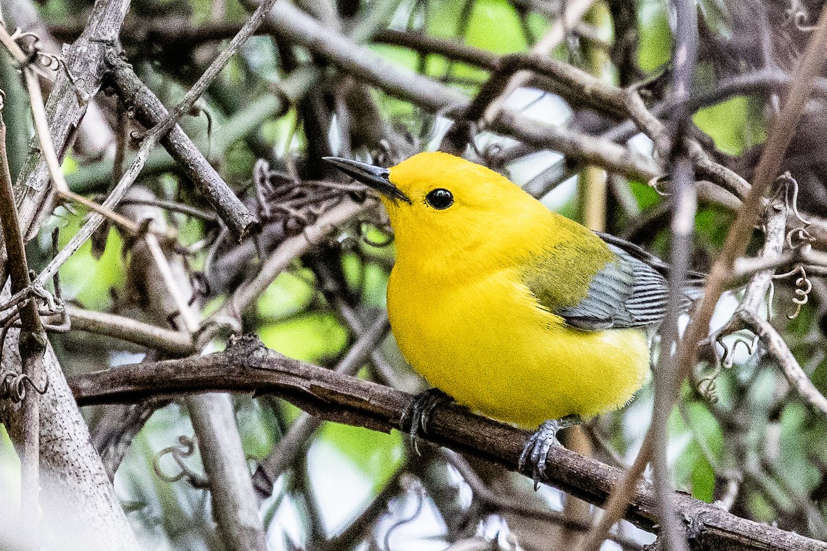 Prothonotary Warbler - ML223403871