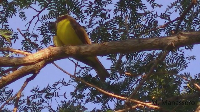 Boat-billed Flycatcher - ML223404401