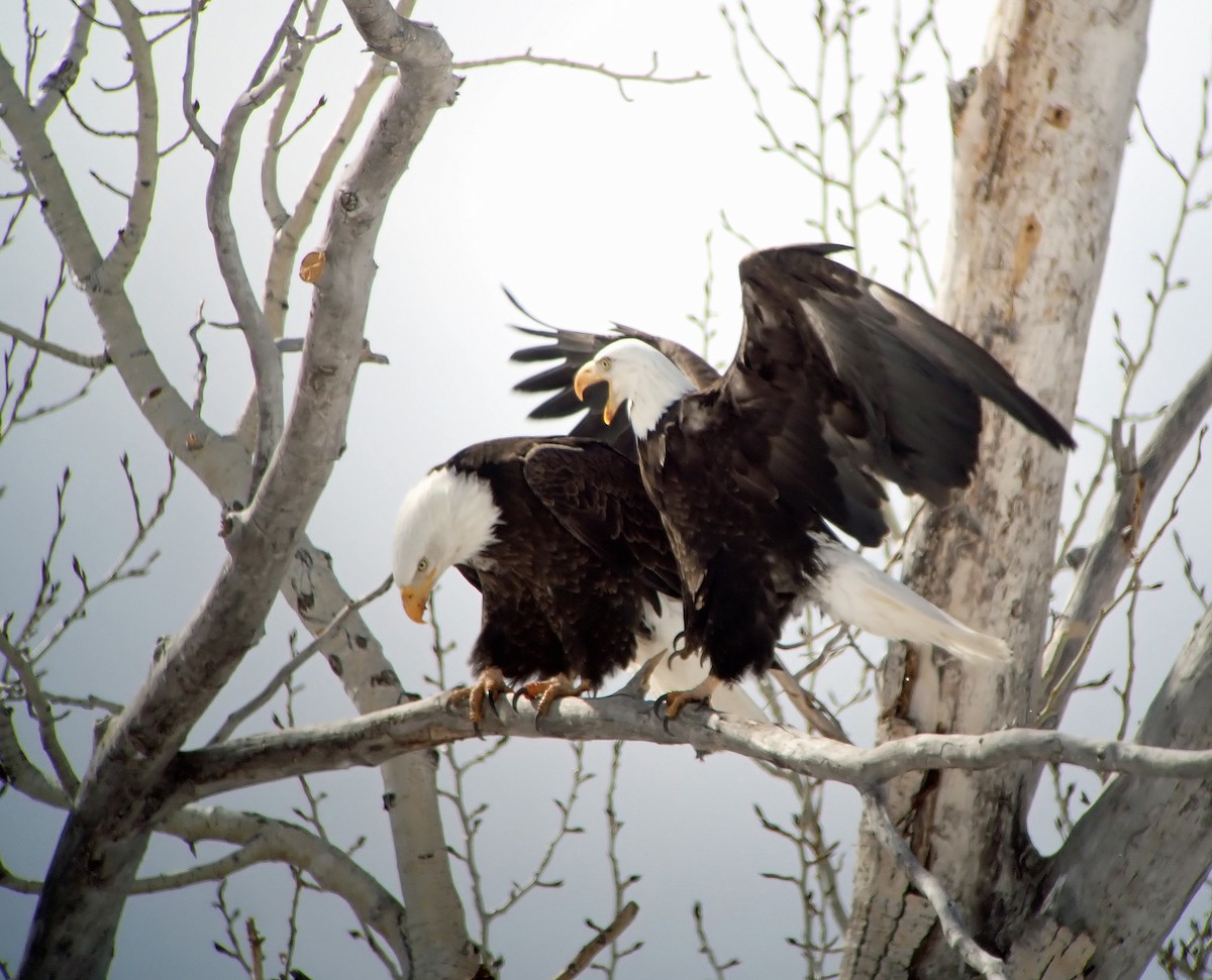 Bald Eagle - ML223404611